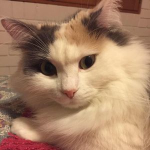 Meet your Posher, Kate